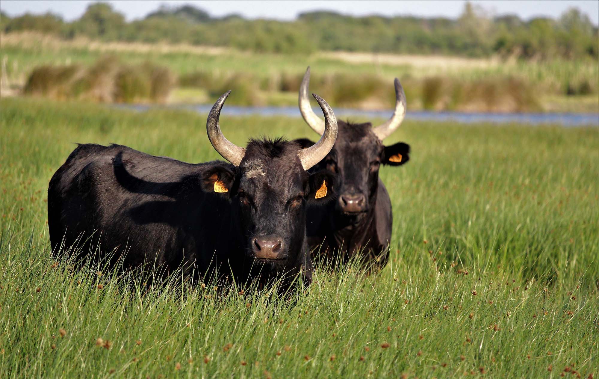 Le Taureau de Camargue